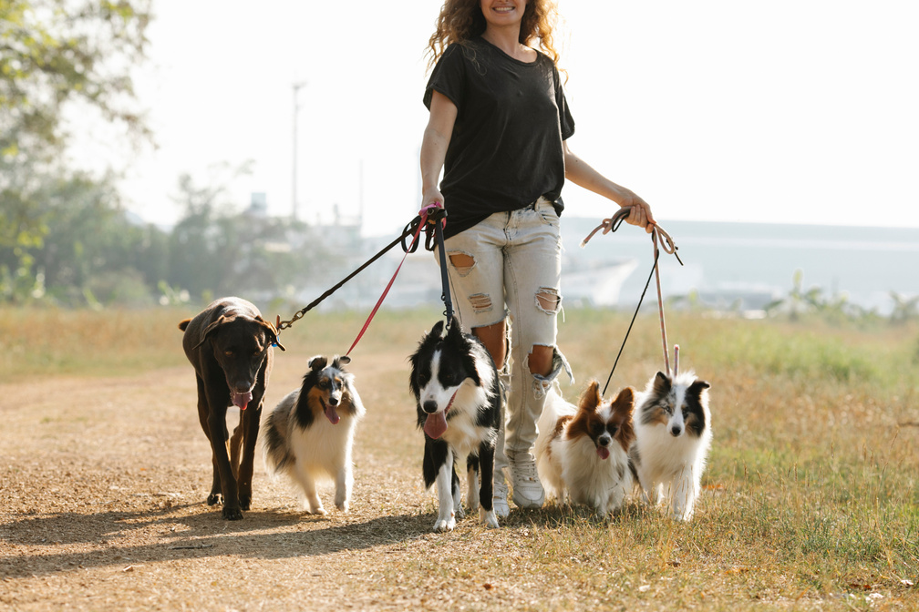 Cheerful faceless woman walking dogs on rural road