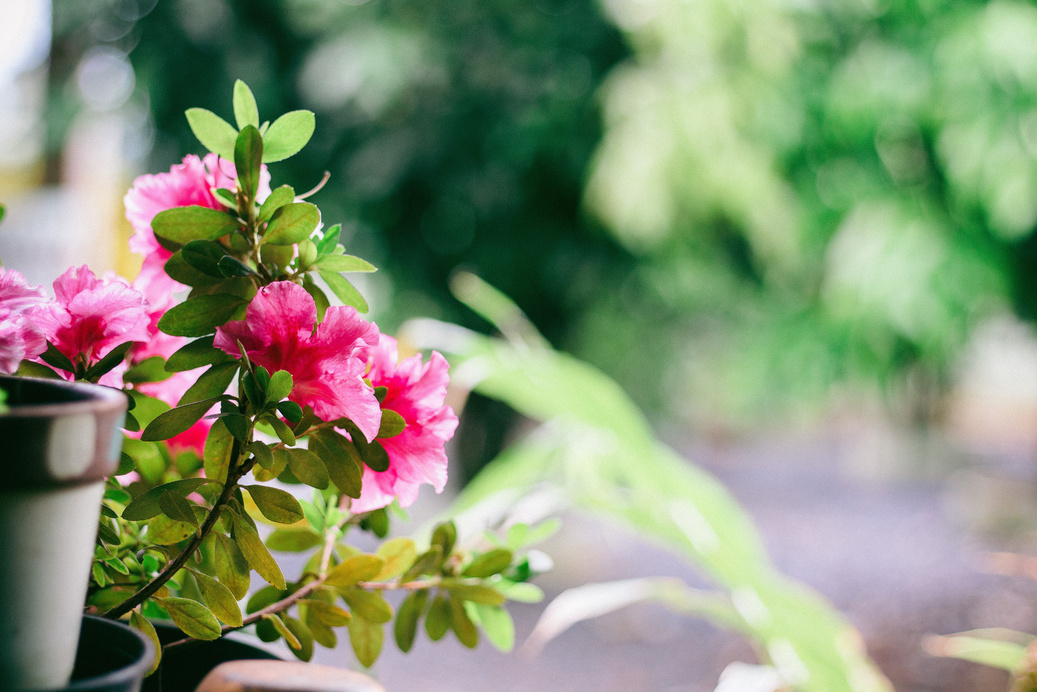 Flowers on a Balcony